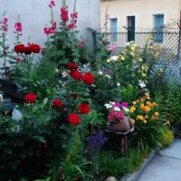 Cea mai frumoasă grădină: Muresán Mária – proiectul ‘Clujul cu flori’’