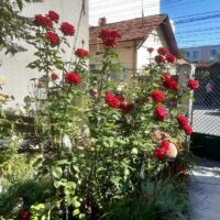 Cea mai frumoasă grădină: Muresán Mária – proiectul ‘Clujul cu flori’’