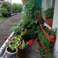 Cea mai frumoasă grădină urbană de legume și plante aromatice: Csiszér Ágnes – proiectul ‘’Balconul meu, grădina mea’’