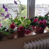 Cea mai frumoasă fereastră: Bodoki Irén – proiectul ‘’ Grădina pe balcon’’