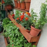 Cea mai frumoasă grădină urbană de legume și plante aromatice: Csiszér Ágnes – proiectul ‘’Balconul meu, grădina mea’’